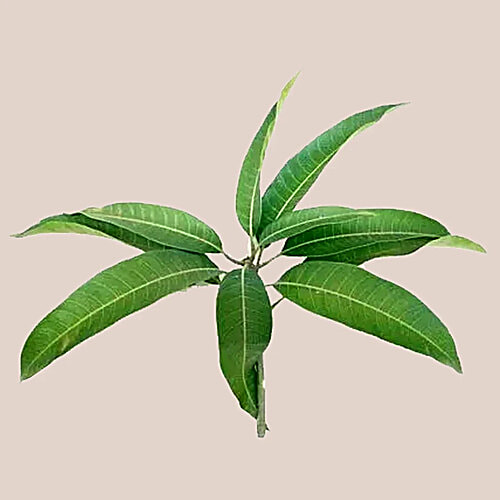 fresho! Mango Leaves - Organically Grown, 6 pcs  