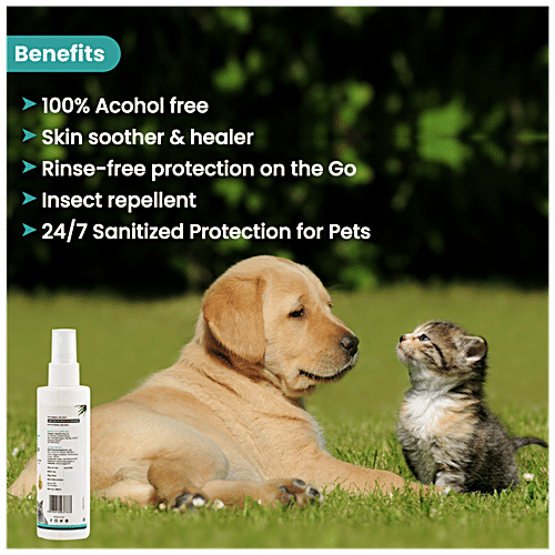 Will Pomegranate Kill My Dog