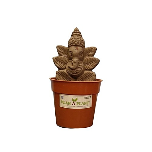 Plan A Plant Plant Ganesh Mini -  Organic Soil Mix, Chemical-Free, 1 pc  