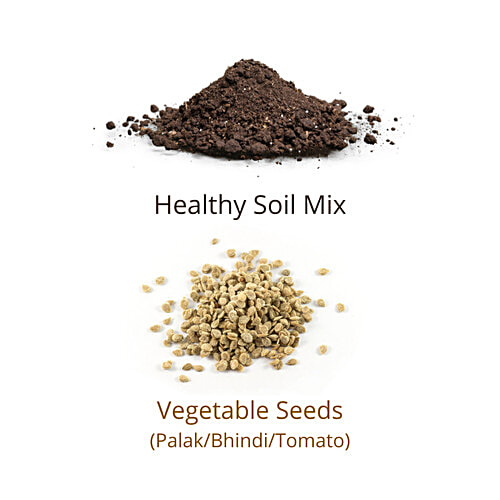 Plan A Plant Plant Ganesh Mini -  Organic Soil Mix, Chemical-Free, 1 pc  