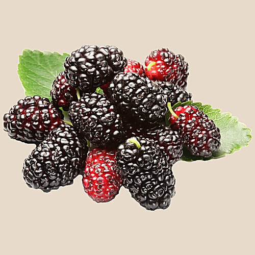 fresho! Mulberry - Organically Grown, Fresh, 125 g  