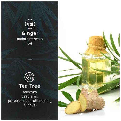 Ustraa Hair Serum - Anti Dandruff, Ginger & Tea Tree, Maintains Scalp pH Level, Removes Dead Skin Cells, 200 ml  