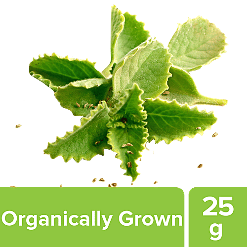 Ajwain Leaves Health Benefits