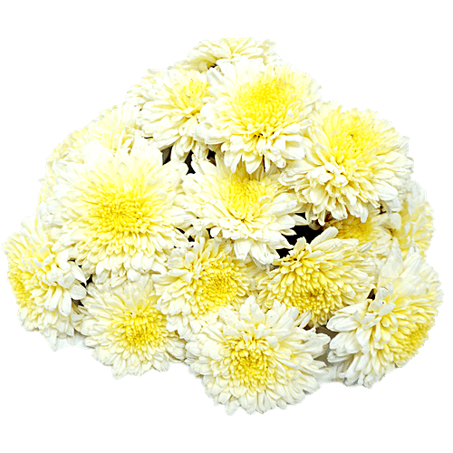 Buy Fresho Chrysanthemum/Shevathi Flowers White, Fresh & Fragrant