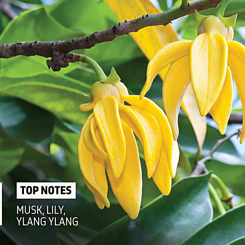 Buy Phy Active Eau De Toilette Vegan, Long Lasting Fragrance, For Men