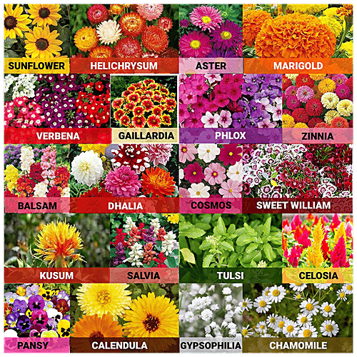 Leafy Tales Flower Seeds - Non-GMO, Easy To Grow, For Gardening, 20 Varieties, 700 pcs  