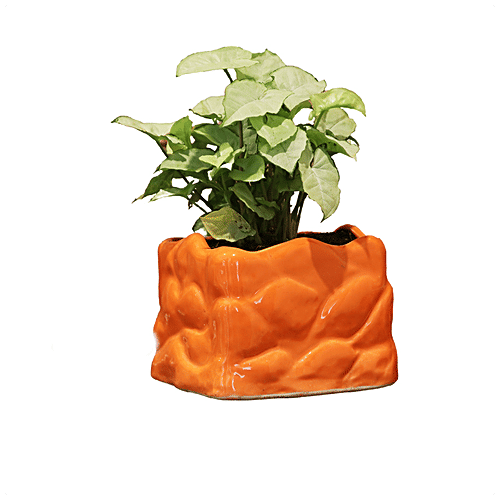 Leafy Tales Stone Shape Ceramic Pot - Strong, Durable, For Indoor Plants, Orange, 1 pc
