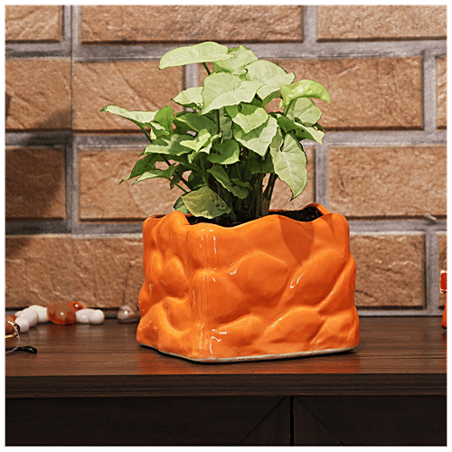 Leafy Tales Stone Shape Ceramic Pot - Strong, Durable, For Indoor Plants, Orange, 1 pc