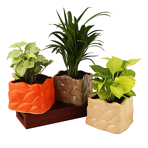 Leafy Tales Stone Shape Ceramic Pot - Strong, Durable, For Indoor Plants, Orange, 1 pc