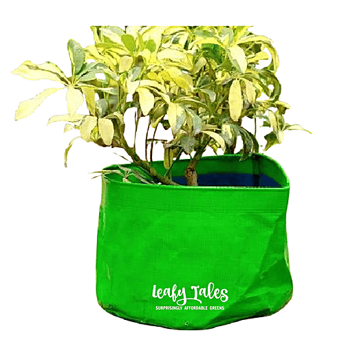 Leafy Tales HDPE Grow Bag - Lightweight, Durable, For Fruits & Vegetables, Green, 30 x 30 cm, 1 pc  