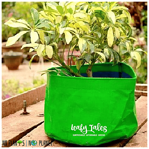 Leafy Tales HDPE Grow Bag - Lightweight, Durable, For Fruits & Vegetables, Green, 22 x 22 cm, 1 pc  