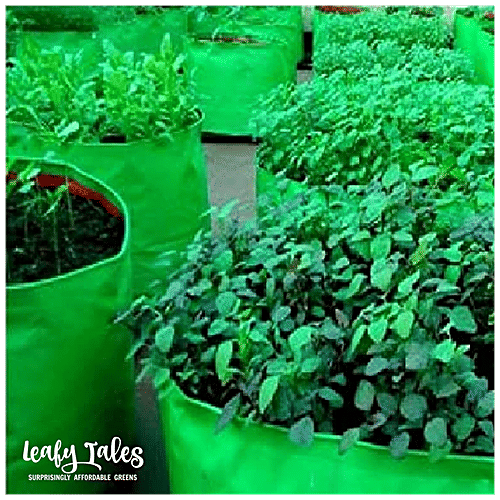 Leafy Tales HDPE Grow Bag - Lightweight, Durable, For Fruits & Vegetables, Green, 22 x 22 cm, 1 pc  