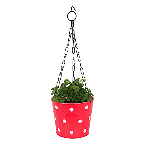 Leafy Tales Metal Chain Hanging Planter - Strong, Durable, Rustproof, For Gardening, Red, 1 pc  