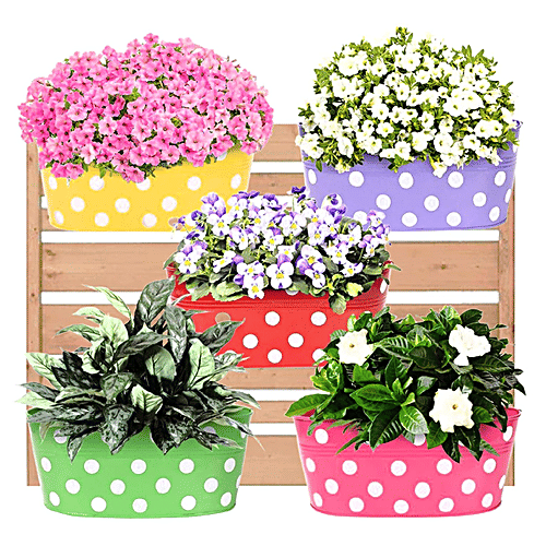 Leafy Tales Metal Hanging Planters - Oval, Strong, Durable, Rustproof, For Gardening, Multicolour, 30x15x14 Cm, 5 pcs