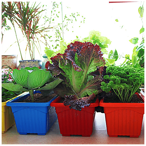 Buy Leafy Tales Rectangular Plastic Pot Lightweight, Durable, For