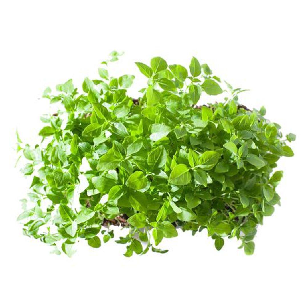 Fresho Microgreen Broccoli - Nutritious, Crunchy, 50 g 