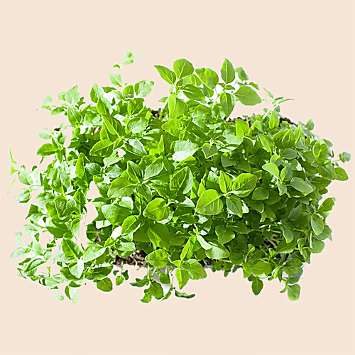 fresho! Broccoli Microgreens, 50 g  Nutritious, Crunchy