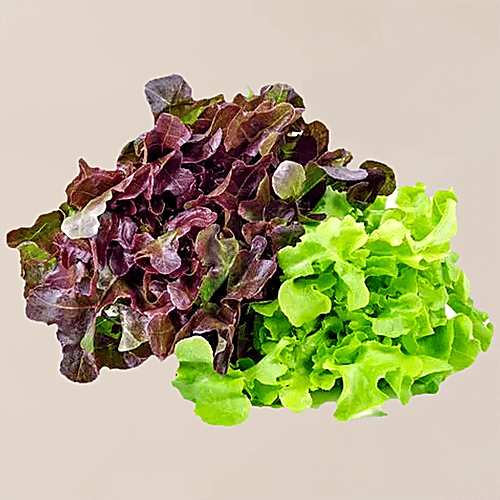 fresho! Lettuce Mix - Hydroponically Grown, 100 g  