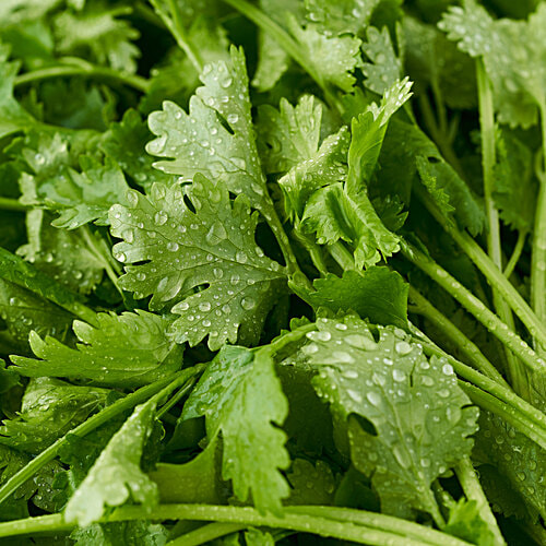 fresho! Coriander Leaves With Roots, 1 kg  