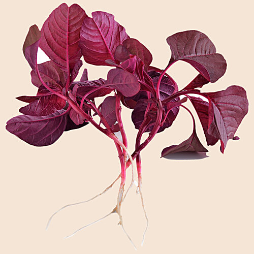 fresho! Amaranthus - With Roots, 250 g  