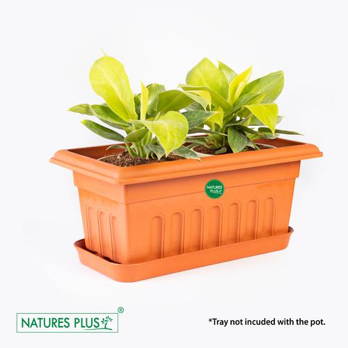 NATURES PLUS Garden King 10 - Brown, Plastic, Durable & Sturdy, 1 pc  