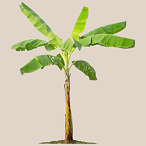 fresho! Banana Plant, 1 pc (Approx. 1.5 kg to 3 kg) 