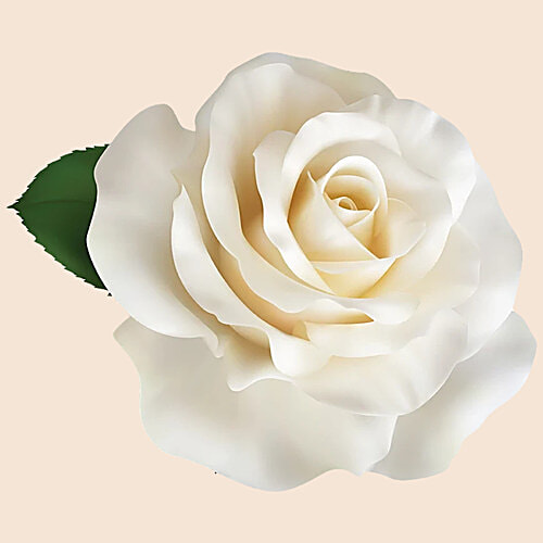 fresho! Fresho Roses - Dutch White, 50 g 1 pc