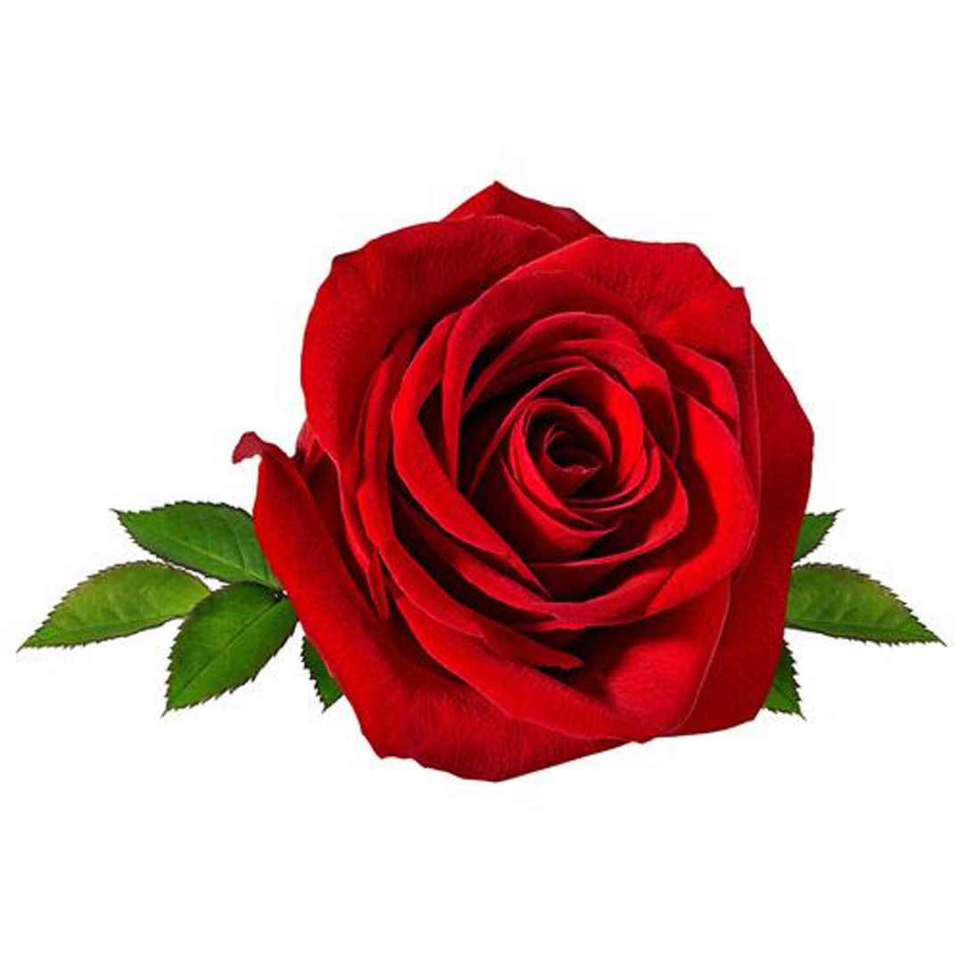 Fresho Roses - Dutch Red, 250 g 5 pcs