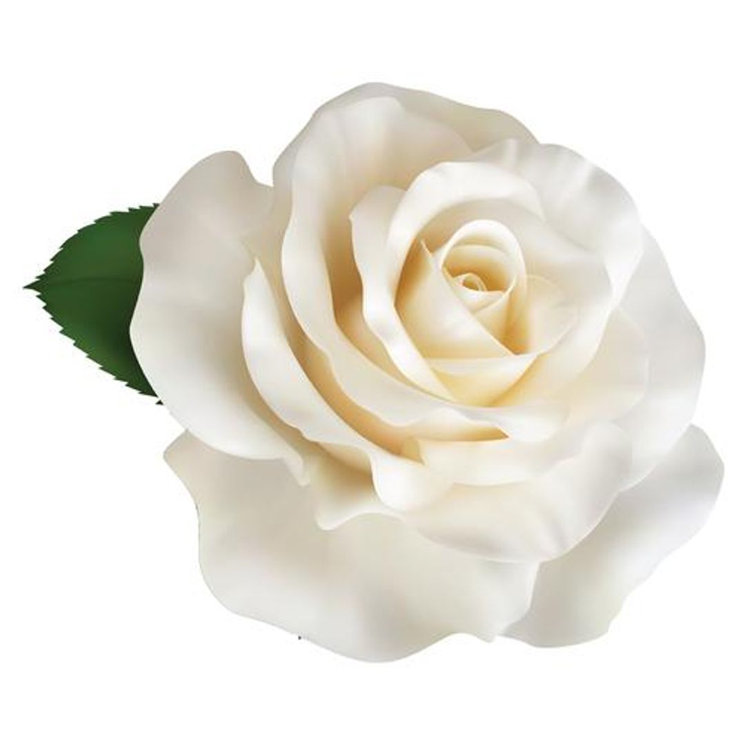 Fresho Roses - Dutch White, 250 g 5 pcs