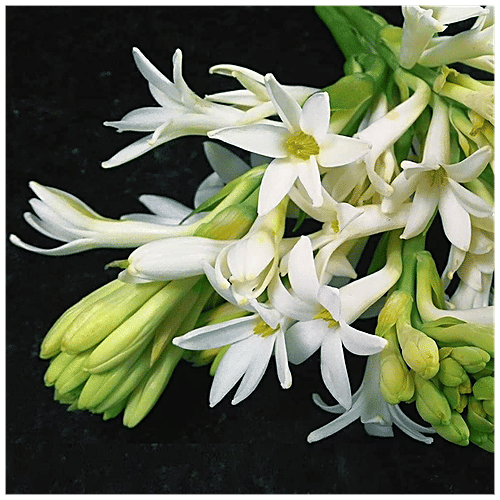 Buy Kraft Seeds Rajanigandha Double Flowering Bulbs White Tuberose