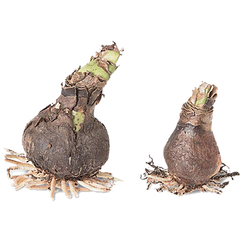 Buy Kraft Seeds Amaryllis Lilly Flower Bulbs Mixed Colours, Gladiolus