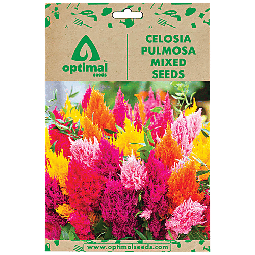Buy Optimal Seeds Celosia Pulmosa Mixed Flower Seeds Online at Best