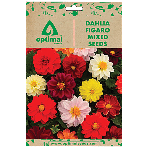 Buy Optimal Seeds Dahlia Figaro Mixed Flower Seeds Online at Best Price