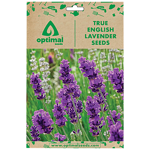 Buy Optimal Seeds True English Lavender Flower Seeds Online at Best