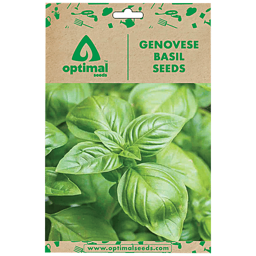 Buy Optimal Seeds Genovese Basil Herb Seeds Online at Best Price of Rs