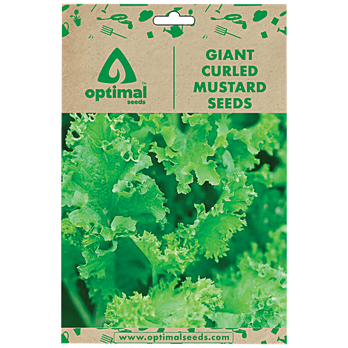 Optimal Seeds Giant Curled Mustard Leafy Vegetable Seeds, 100 pcs  