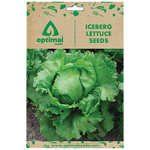 Buy Optimal Seeds Iceberg Lettuce Seeds Online at Best Price of Rs 179 bigbasket