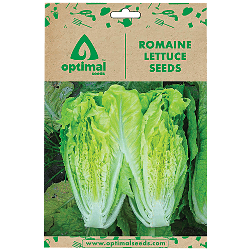 Buy Optimal Seeds Romaine Lettuce Seeds Online at Best Price of Rs 250