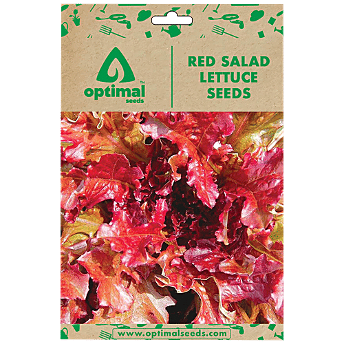 Buy Optimal Seeds Red Salad Lettuce Seeds Online at Best Price of Rs