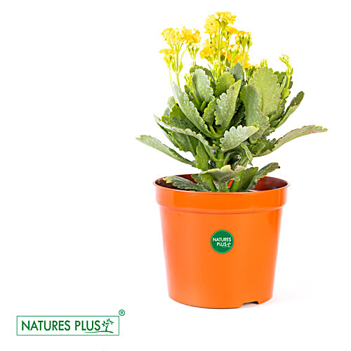 Natures Plus Nursery Pot - 18 cm, Brown, Durable, Longlasting, 2 pcs  