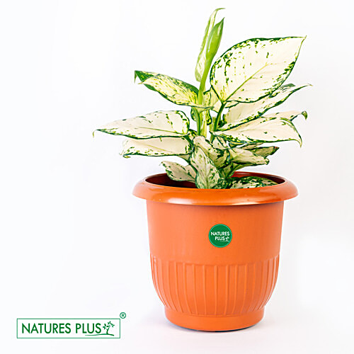 Natures Plus Planter 007 - Brown, Durable, Longlasting, 2 pcs