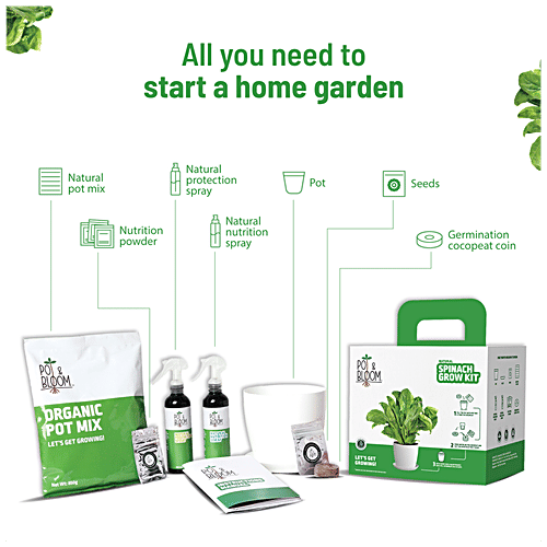 Buy Pot & Bloom Natural Spinach Grow Kit EasyToUse Online at Best