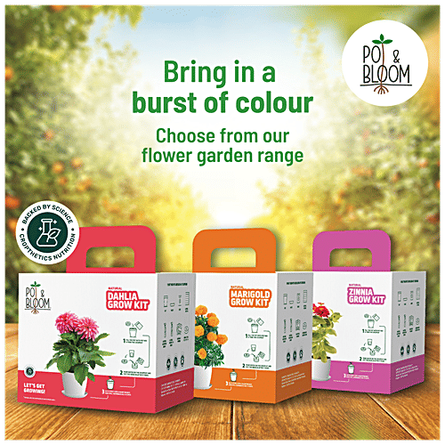 Buy Pot & Bloom Natural Spinach Grow Kit EasyToUse Online at Best