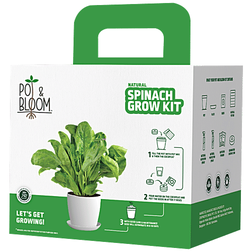 Buy Pot & Bloom Natural Spinach Grow Kit EasyToUse Online at Best