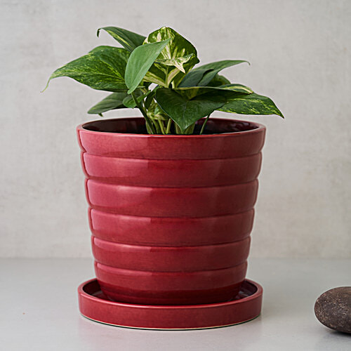 bb home Earth Planter/ Pot With Tray, Hand Crafted Ceramic - Cosmic Maroon, 20.32 cm, Medium Size, 1 pc  