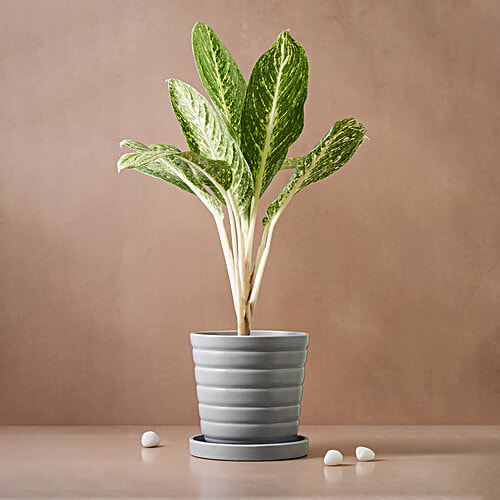 bb home Earth Planter/ Pot With Tray, Hand-crafted Ceramic- Cosmic Pastel Grey, 20.32 cm, Medium Size, 1 pc  