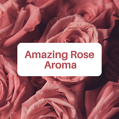 Rinsl Expert Series Floor Cleaner - Luxury Rose Aroma, 1 L  