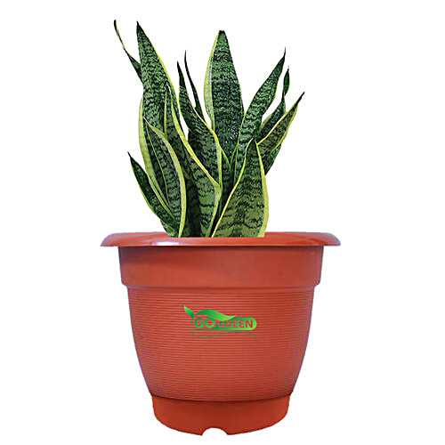 Go Green Premium Flower Ring Pot No 12 - Brown, 29.21 x 25.4 cm, 1 pc  