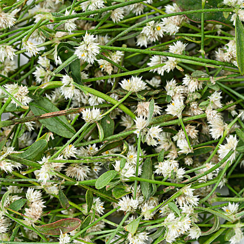 fresho! Koorai Poo, 100 g  