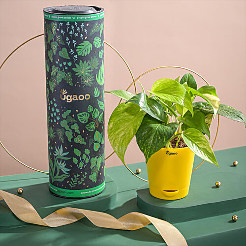 Ugaoo Money Plant Variegated - With Self Watering Pot, 1 pc  